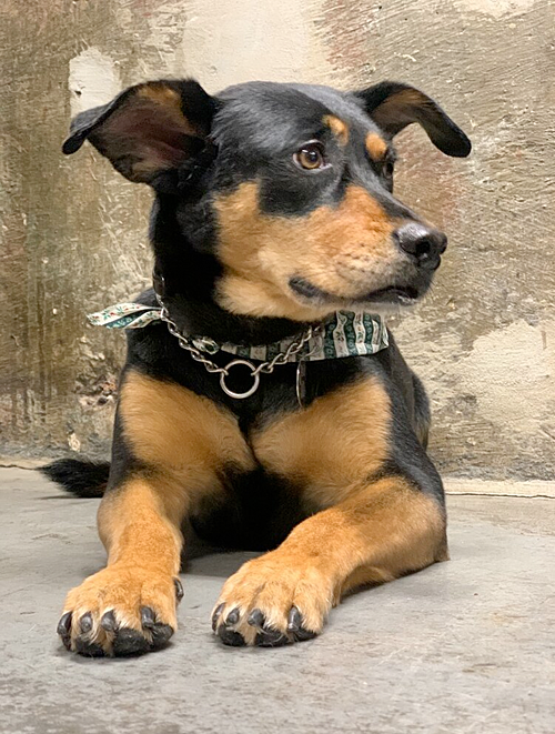 About — Urban Dog_Co.